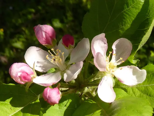 Primer Plano Flores Manzana Flor Verdor — Foto de Stock