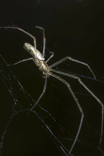 クモの巣の上に長い鋭い足を持つ不気味なクモのマクロショット — ストック写真