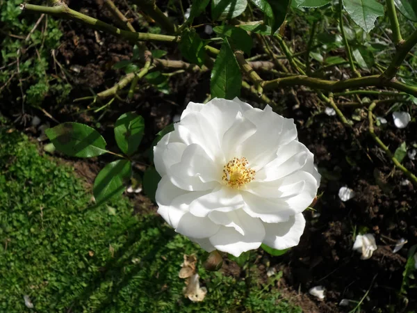 Primer Plano Una Rosa Blanca Floreciente Parque — Foto de Stock