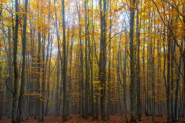 Ett Vackert Skogslandskap Hösten — Stockfoto