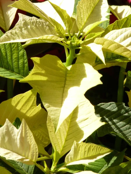 Gros Plan Vertical Fleurs Blanches Poinsettia Cultivées Dans Jardin Botanique — Photo