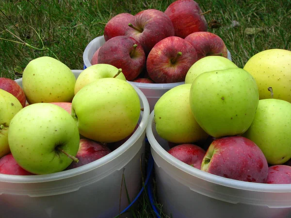 Gros Plan Pommes Rouges Vertes Fraîchement Récoltées Dans Des Seaux — Photo