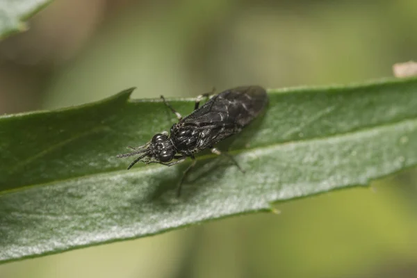 Plan Macro Insecte Noir Dolerus Nitens Sur Plante Verte — Photo