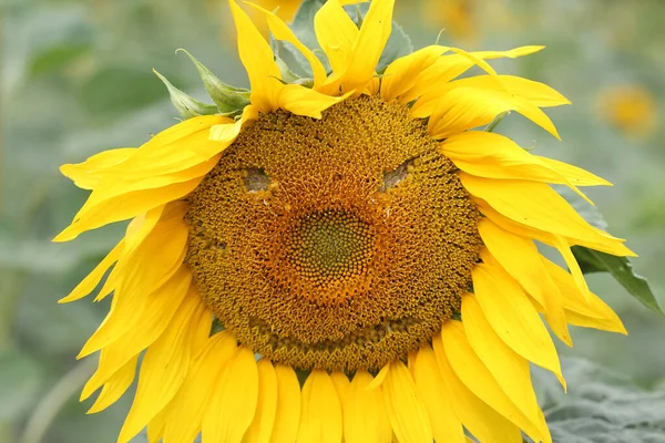 Який Фокус Соняшнику Цвіте Полі Різьбленим Смайликом — стокове фото