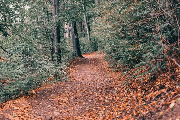 낙엽으로 놀라운 — 스톡 사진
