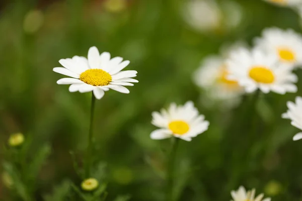 Eine Selektive Fokusaufnahme Schöner Gänseblümchen Die Einem Garten Wachsen — Stockfoto