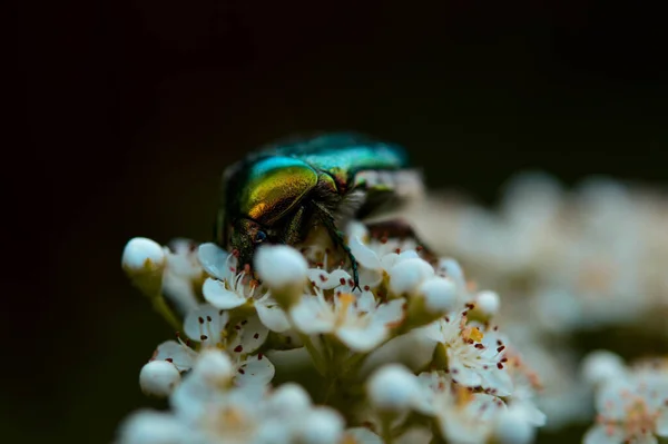 Enfoque Selectivo Escarabajo Flores Cerezo — Foto de Stock