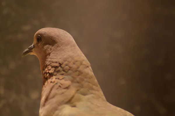 Gros Plan Une Tête Pigeon Brun — Photo