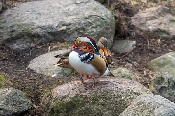 Detailní Záběr Mandarínské Kachny Obyčejné Kachny Stojící Skále — Stock fotografie