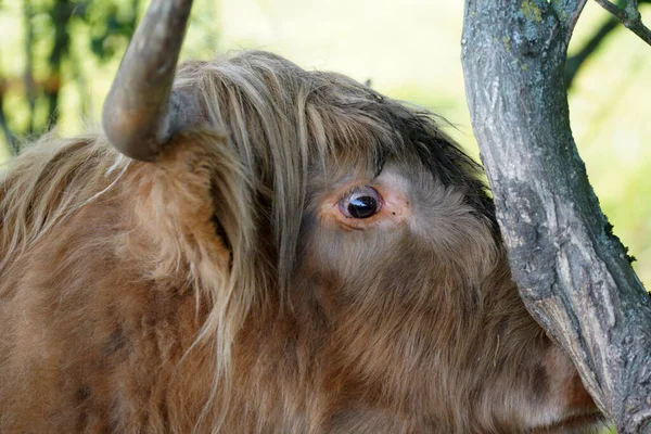 木に面した高地の牛のクローズアップ — ストック写真