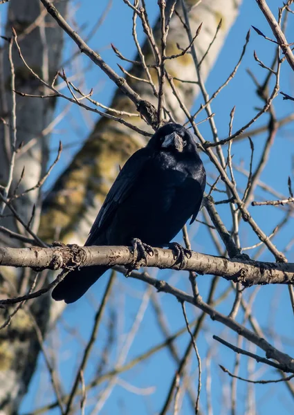 木の枝に休んでいる黒い鳥の垂直閉鎖 — ストック写真