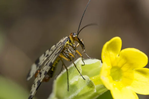 Macro Shot Creepy Poisonous Scorpionfly Yellow Flower — Stock Photo, Image