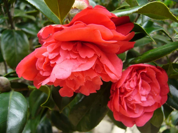 Szelektív Fókusz Felvétel Egy Piros Kaméliás Virág Virágzik Botanikus Kertben — Stock Fotó
