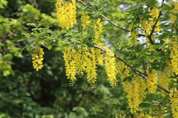 Primer Plano Hermosas Flores Acacia Amarilla Colgando Las Ramas Los — Foto de Stock