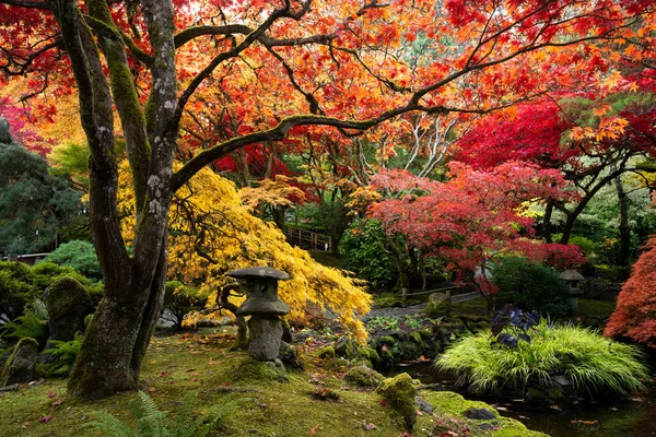 Feuille Dentelle Érable Japonais Érable Japonais Acer Palmatum Butchart Gardens — Photo