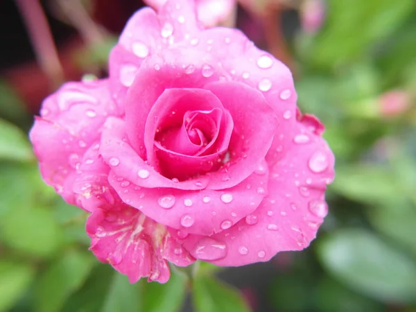 Closeup Shot Blooming Pink Rose Dew Top — Stock Photo, Image