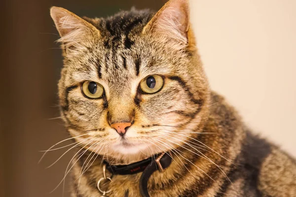 ベッドの上でかわいいふわふわのタビー猫のクローズアップショット — ストック写真