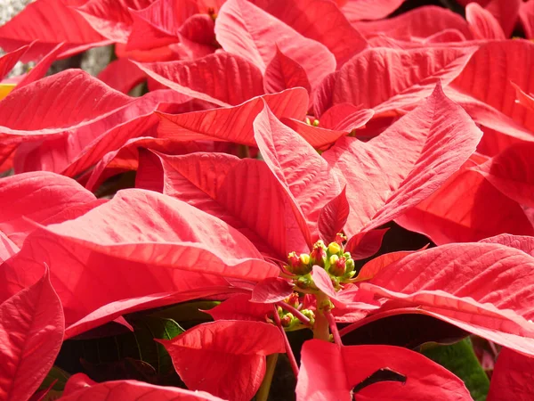 Primer Plano Flores Poinsettia Color Rojo Brillante —  Fotos de Stock