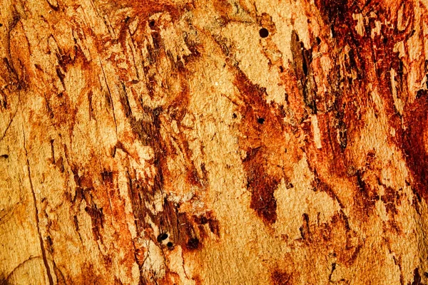 Close Uma Textura Tronco Árvore Vibrante — Fotografia de Stock
