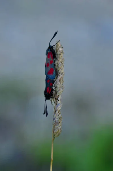 Eine Vertikale Aufnahme Der Paarung Von Sechsfleckmückenlarven — Stockfoto