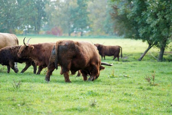 一群牛群在农场里吃草 — 图库照片