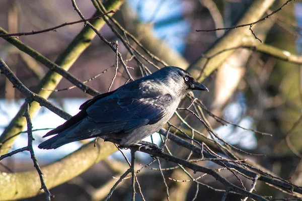 Closeup Raven Sitting Branch Tree — 图库照片