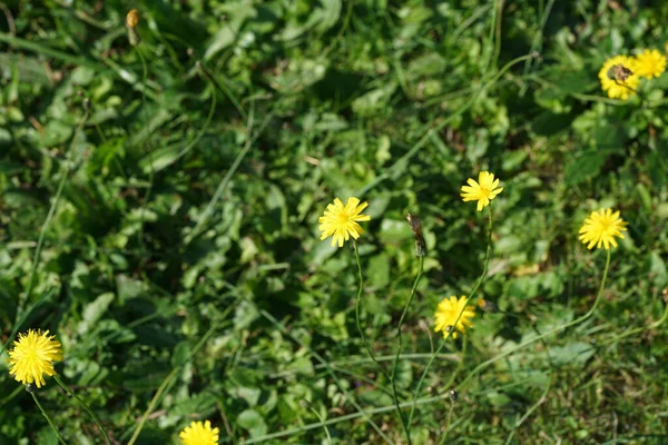 Gros Plan Fleurs Jaunes Dans Champ — Photo