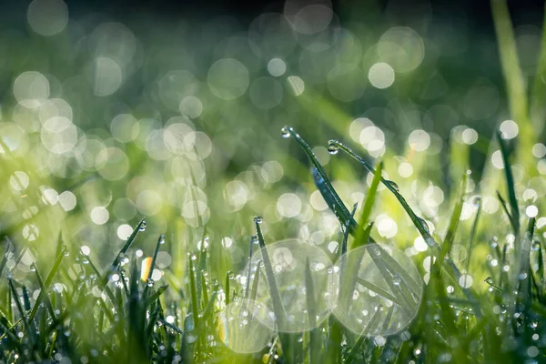 Closeup Wet Meadow Dewdrops Morning Bokeh Lights Background — Stock Photo, Image