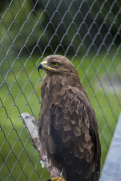 Eine Vertikale Nahaufnahme Des Adlers Mit Maschen Hintergrund — Stockfoto
