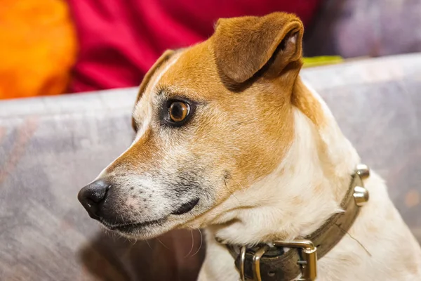 Primer Plano Lindo Perro Jack Russell Terrier Sofá — Foto de Stock