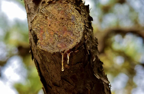Closeup Shot Chopped Aleppo Pine Branch Tree Sap Dripping — Stock Photo, Image