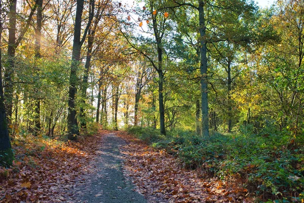 Jesienny Widok Park Maransart Belgia — Zdjęcie stockowe