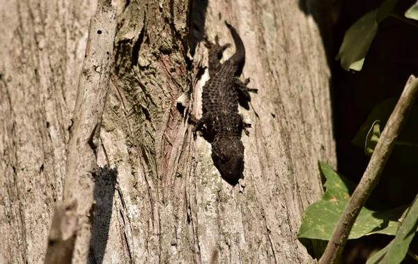 Closeup Shot Moorish Gecko Common Wall Gecko Tree Trunk Maltese — Stock Photo, Image