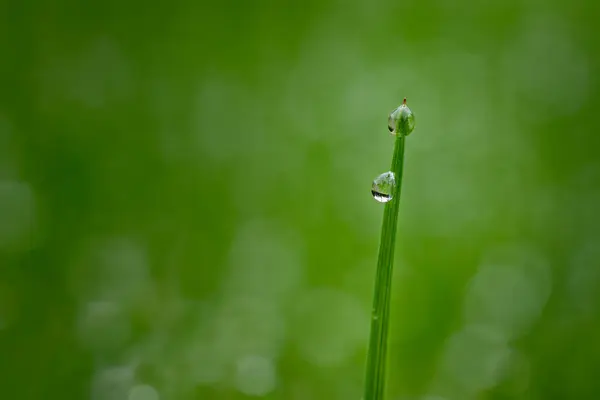 Primer Plano Pradera Húmeda Con Gotas Rocío Mañana —  Fotos de Stock