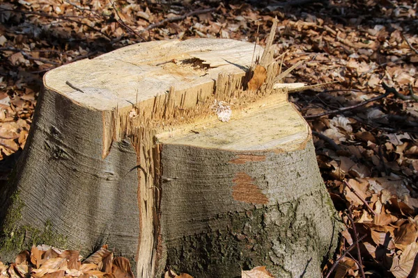 Tronco Árvore Uma Floresta Sob Luz Sol — Fotografia de Stock