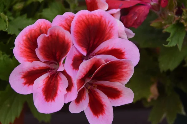 Ένα Κοντινό Πλάνο Ροζ Και Κόκκινα Λουλούδια Πελαργόνιου Στον Κήπο — Φωτογραφία Αρχείου