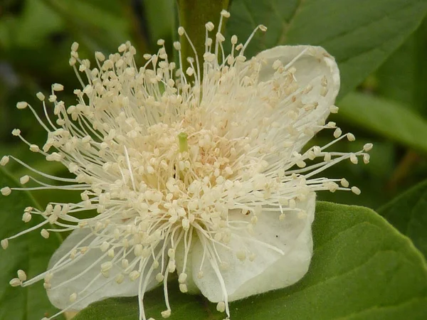 Eine Nahaufnahme Blühender Guaven Fruchtblumen Grünen — Stockfoto