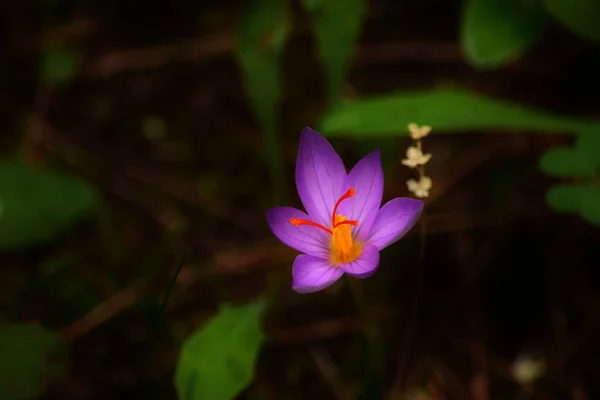 Повному Цвіті Мальти Пурпурового Крокуса Вистрілює Тканина — стокове фото
