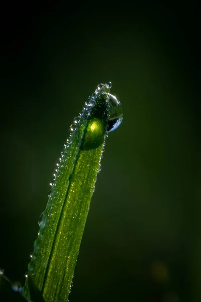 Vertical Closeup Wet Meadow Dewdrops Morning — Stock Photo, Image