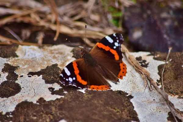 Red Admiral Butterfly Its Wings Closed Whilst Resting Limestone Rock — Stock Photo, Image