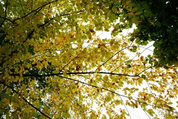 Ein Flacher Schuss Herbstblätter Auf Den Ästen — Stockfoto