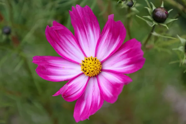 Miękkie Ognisko Piękny Różowy Picotee Kosmos Kwiat Ogród — Zdjęcie stockowe