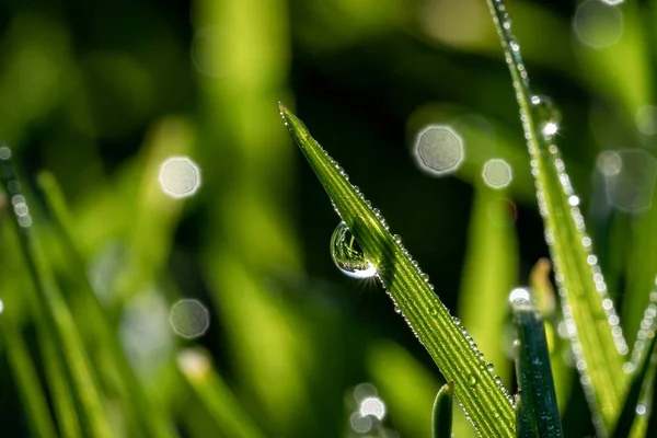 Closeup Wet Meadow Dewdrops Morning Bokeh Light Background — Stock Photo, Image