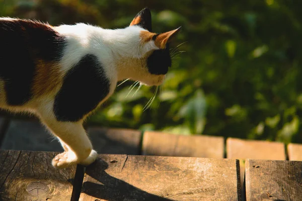 Egy Közeli Felvétel Egy Imádnivaló Calico Macskáról Szabadban — Stock Fotó