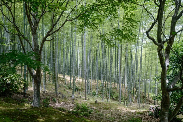 Прекрасный Вид Бамбуковый Лес Киото Япония Солнечный Летний День — стоковое фото