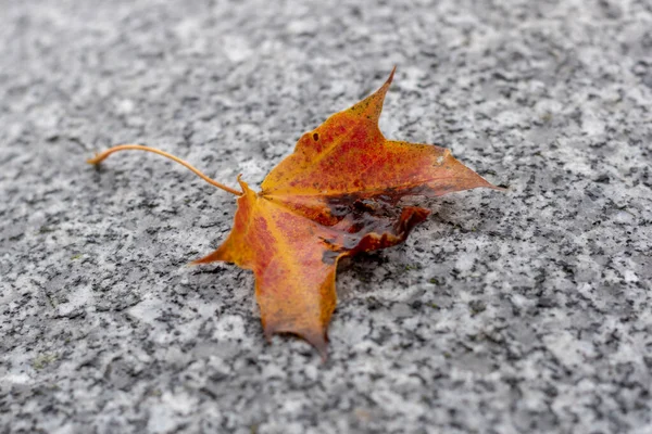 Islak Bir Akçaağaç Yaprağının Granit Bir Taş Yüzeyine Düşüşünün Yakın — Stok fotoğraf