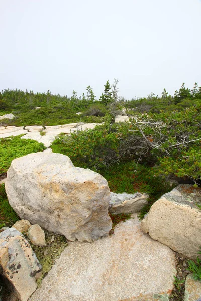 Vertical Shot Rocks Trees Greenery Acadia National Park Maine — Stock fotografie