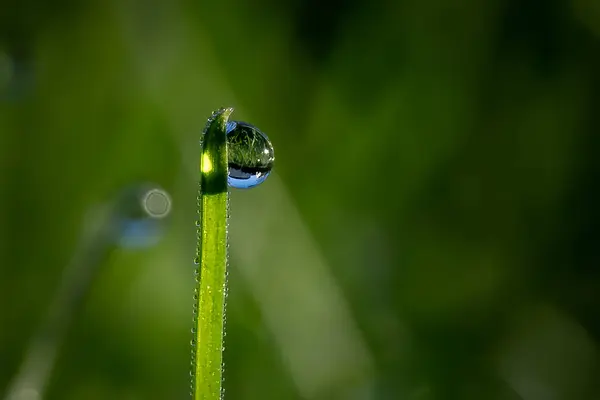 Closeup Wet Meadow Dewdrops Morning Blurred Background — Stock Photo, Image