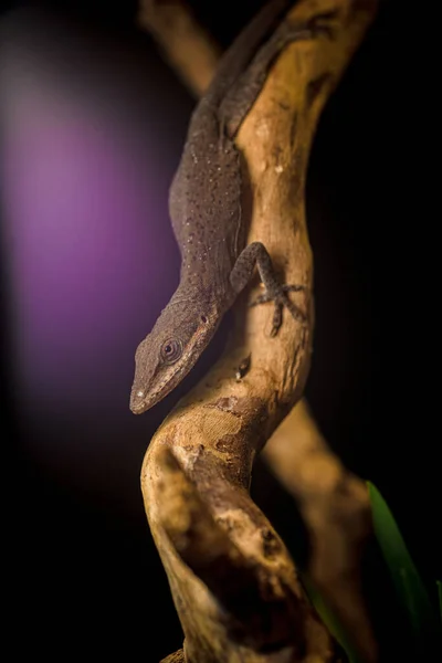 Tiro Vertical Lagarto Tronco Árvore — Fotografia de Stock