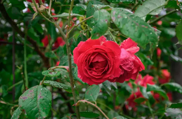 Primer Plano Hermosas Rosas Jardín Parque — Foto de Stock